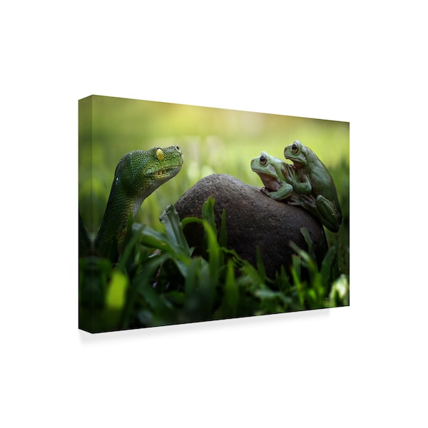 Fahmi Bhs 'Frogs Curiosity' Canvas Art,16x24